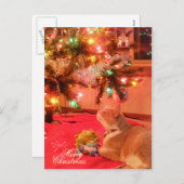 Weihnachtskatze Postkarte (Vorne/Hinten)