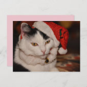 Weihnachtskatzenpostkarte Feiertagspostkarte (Vorne/Hinten)