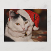 Weihnachtskatzenpostkarte Feiertagspostkarte (Vorderseite)