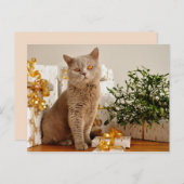 Weihnachtskatzenpostkarte Postkarte (Vorne/Hinten)