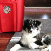 Weihnachtskekse Aufkleber