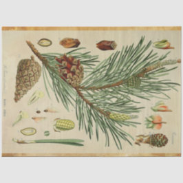 Weihnachtskiefer Seidenpapier