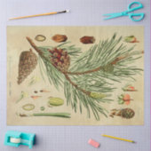 Weihnachtskiefer Seidenpapier (Basteln)