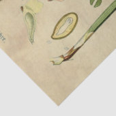 Weihnachtskiefer Seidenpapier (Ausschnitt)