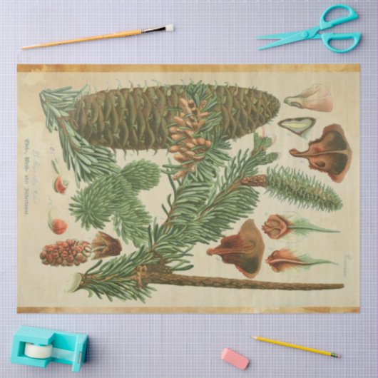 Weihnachtskiefer Seidenpapier (Basteln)