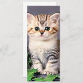 Weihnachtskitten und Holly Card (Vorne/Hinten)