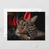 Weihnachtskitty Feiertagspostkarte (Vorne/Hinten)