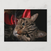 Weihnachtskitty Feiertagspostkarte (Vorderseite)