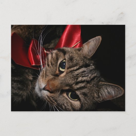 Weihnachtskitty Feiertagspostkarte (Vorderseite)