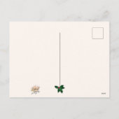 Weihnachtskrieg mit Kardinälen Gruß Postkarte (Rückseite)