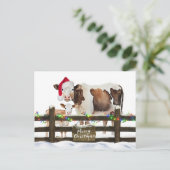 Weihnachtskühe mit Weihnachtsmannmütze Feiertagspostkarte (Stehend Vorderseite)
