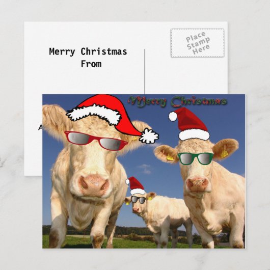 Weihnachtskühe Postkarte (Vorne/Hinten)