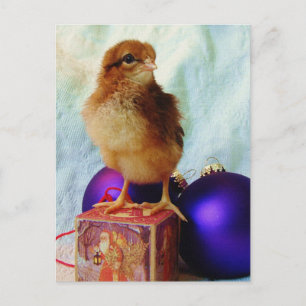 Weihnachtsküken 2 feiertagspostkarte