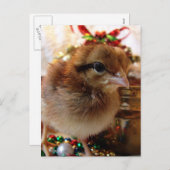 Weihnachtsküken Feiertagspostkarte (Vorne/Hinten)