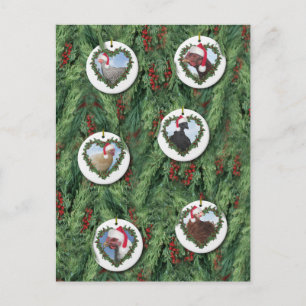 Weihnachtsküken Postkarte