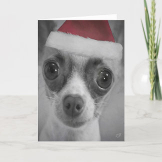 Weihnachtslustiger Chihuahua-Welpe mit Feiertagskarte