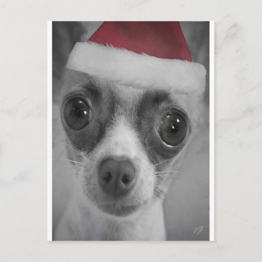 Weihnachtslustiger Chihuahua-Welpe mit Feiertagspostkarte (Vorderseite)