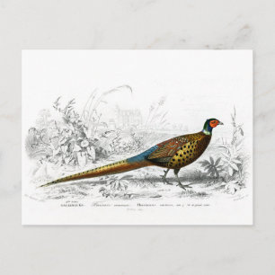 Weihnachtsmann - Ring Necked Pheasant -  Feiertagspostkarte