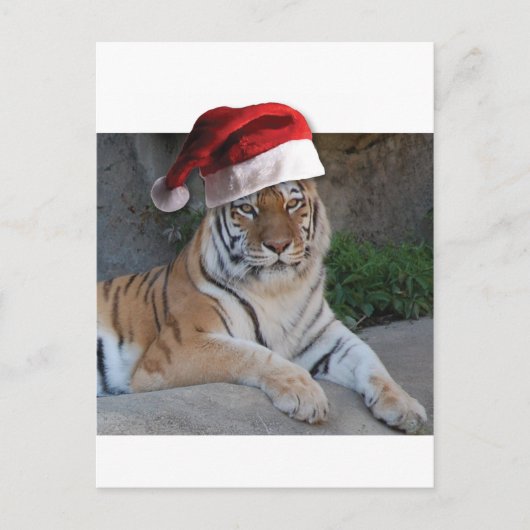 Weihnachtsmannmütze Bengalisch Tiger Feiertagspostkarte (Vorderseite)
