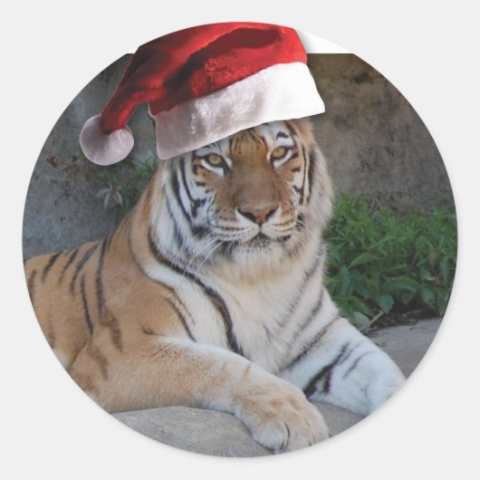 Weihnachtsmannmütze Bengalisch Tiger Runder Aufkleber (Vorderseite)