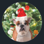Weihnachtsmannmütze Bulldog Christmas Tree Snowman Runder Aufkleber<br><div class="desc">Niedliches Bulldog Foto mit der Weihnachtsbaum Snowman Geschenkboxen im Hintergrund. Ein perfektes Geschenk für Weihnachten!</div>