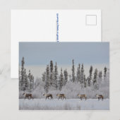Weihnachtspostkarte mit Rentieren, eine winterlich Postkarte (Vorne/Hinten)