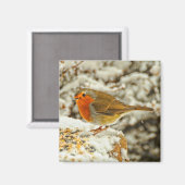 Weihnachtsrobin Schottland im Schnee Magnet (Vorderseite/Rückseite)