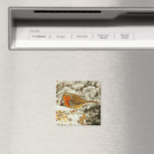 Weihnachtsrobin Schottland im Schnee Magnet (In Situ (Geschirrspüler))