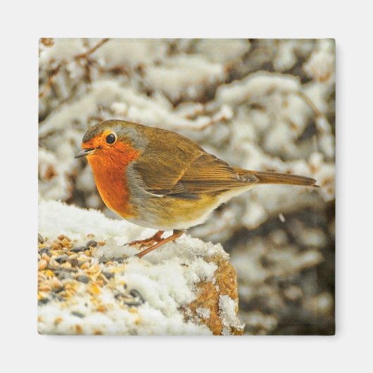 Weihnachtsrobin Schottland im Schnee Magnet (Vorne)