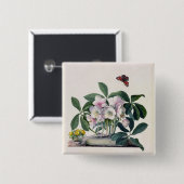 WeihnachtsRose (Helleborus Niger) und Winter Aconi Button (Vorne & Hinten)