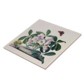 WeihnachtsRose (Helleborus Niger) und Winter Aconi Fliese (Seite)