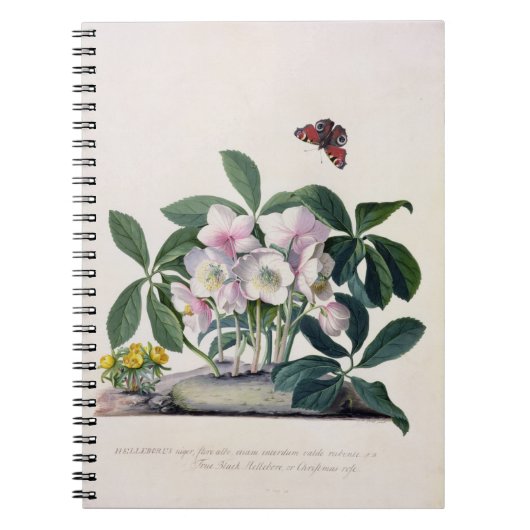 WeihnachtsRose (Helleborus Niger) und Winter Aconi Notizblock (Vorderseite)