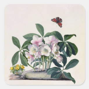 WeihnachtsRose (Helleborus Niger) und Winter Aconi Quadratischer Aufkleber