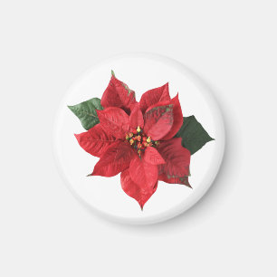 Weihnachtsrote Poinsettie  Magnet