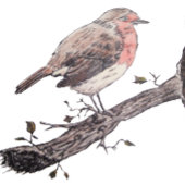 Weihnachtssaison-Robin-Bild für Weihnachten Quadratischer Aufkleber