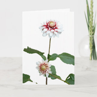 Weihnachtsschnee Dahlias Feiertagskarte