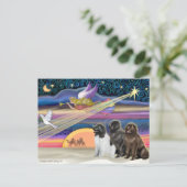 Weihnachtsstern - Neufundland (drei) Feiertagspostkarte (Stehend Vorderseite)