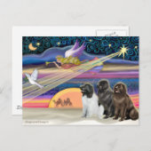 Weihnachtsstern - Neufundland (drei) Feiertagspostkarte (Vorne/Hinten)