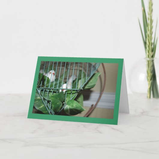 Weihnachtsvögel Feiertagskarte (Vorderseite)