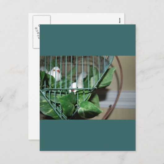 Weihnachtsvögel Feiertagspostkarte (Vorne/Hinten)