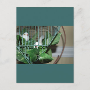 Weihnachtsvögel Feiertagspostkarte