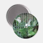Weihnachtsvögel Magnet (Vorderseite/Rückseite)