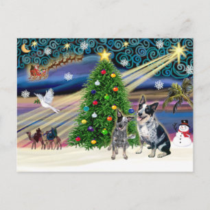 Weihnachtszauber Australian Cattle Dogs (zwei) Feiertagspostkarte
