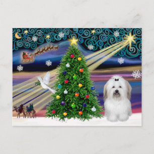 Weihnachtszauber Coton De Tulear Feiertagspostkarte