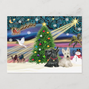 Weihnachtszauber Scottish Terriers (zwei) Feiertagspostkarte