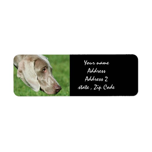 Weimaraner (Vorne)