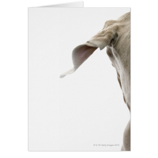 Weimaraner 2 (Vorne)