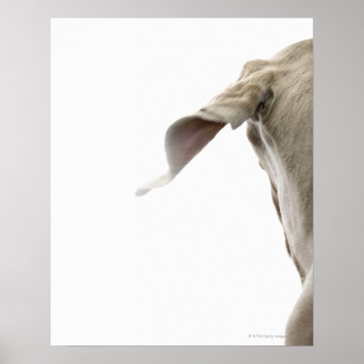 Weimaraner 2 poster (Vorne)
