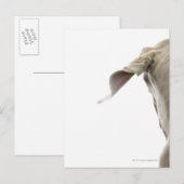 Weimaraner 2 postkarte (Vorne/Hinten)