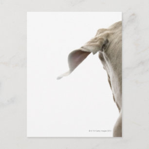 Weimaraner 2 postkarte